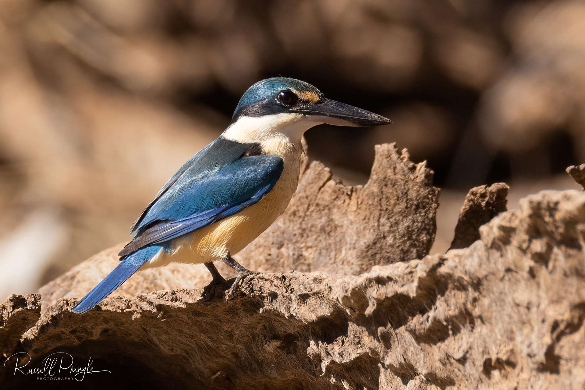 Sacred Kingfisher