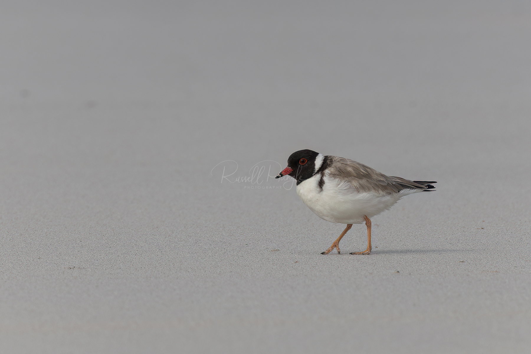 Hooded Plover