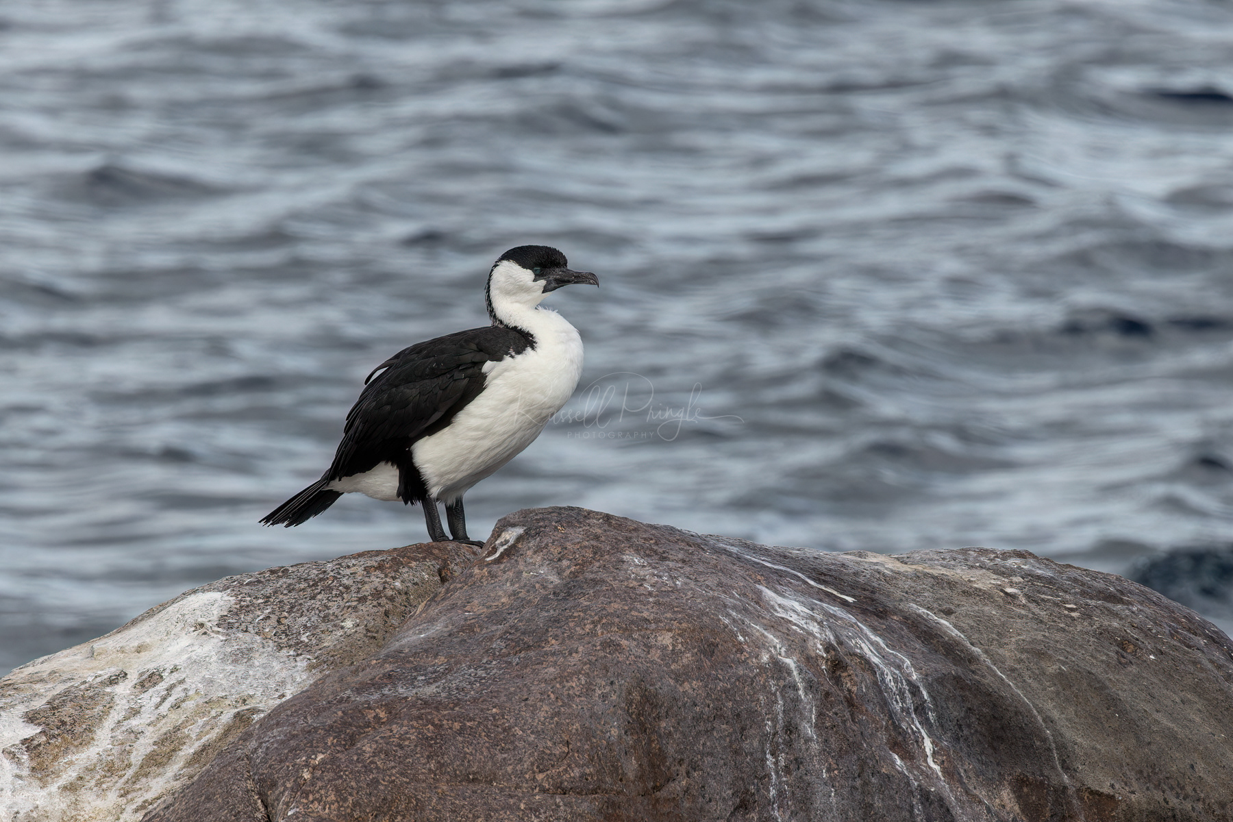 Black-faced Cormorant