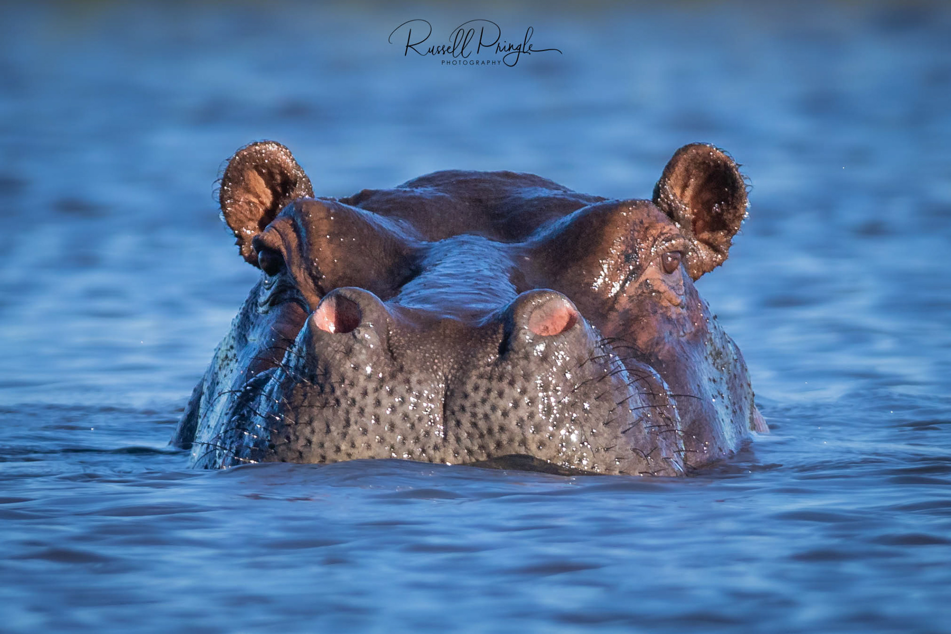 Hippopotamus-Chobe