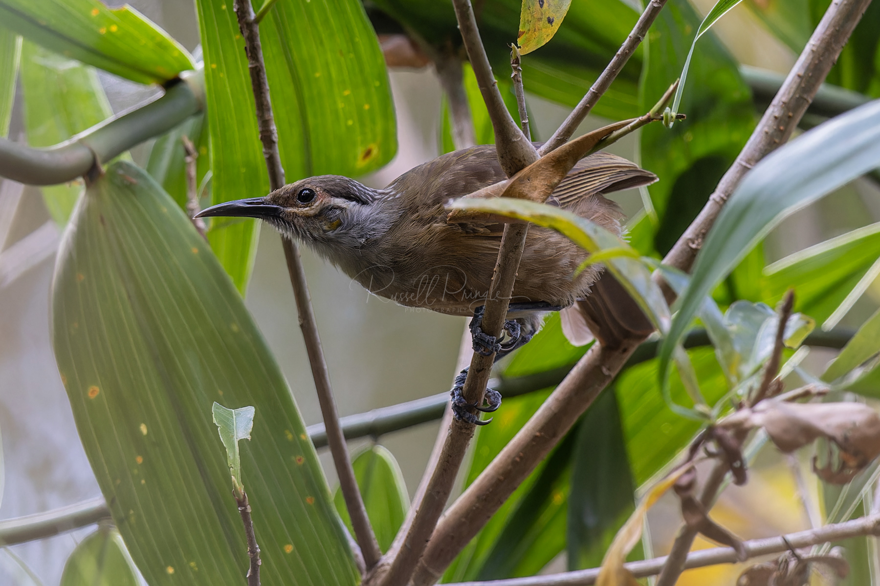 Tawny-breasted Honeyeater