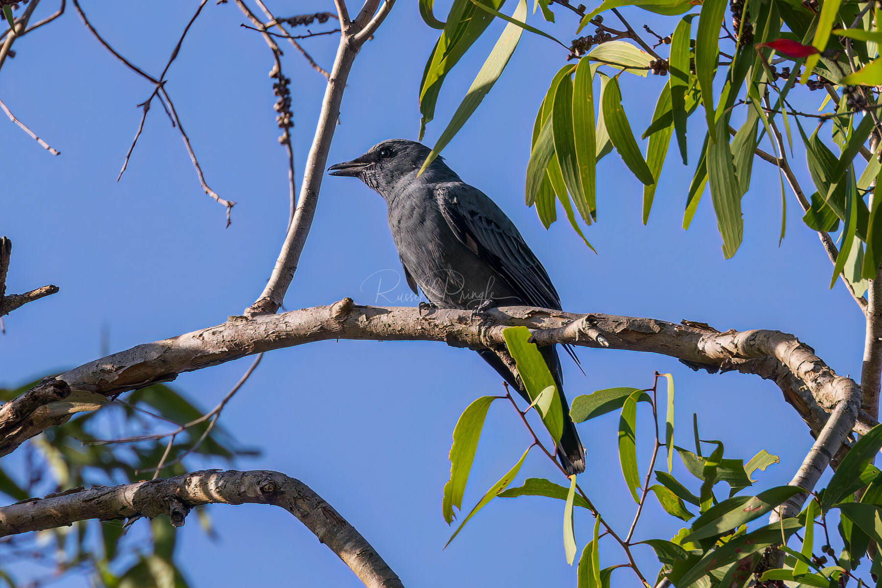 Common Cicadabird (male)
