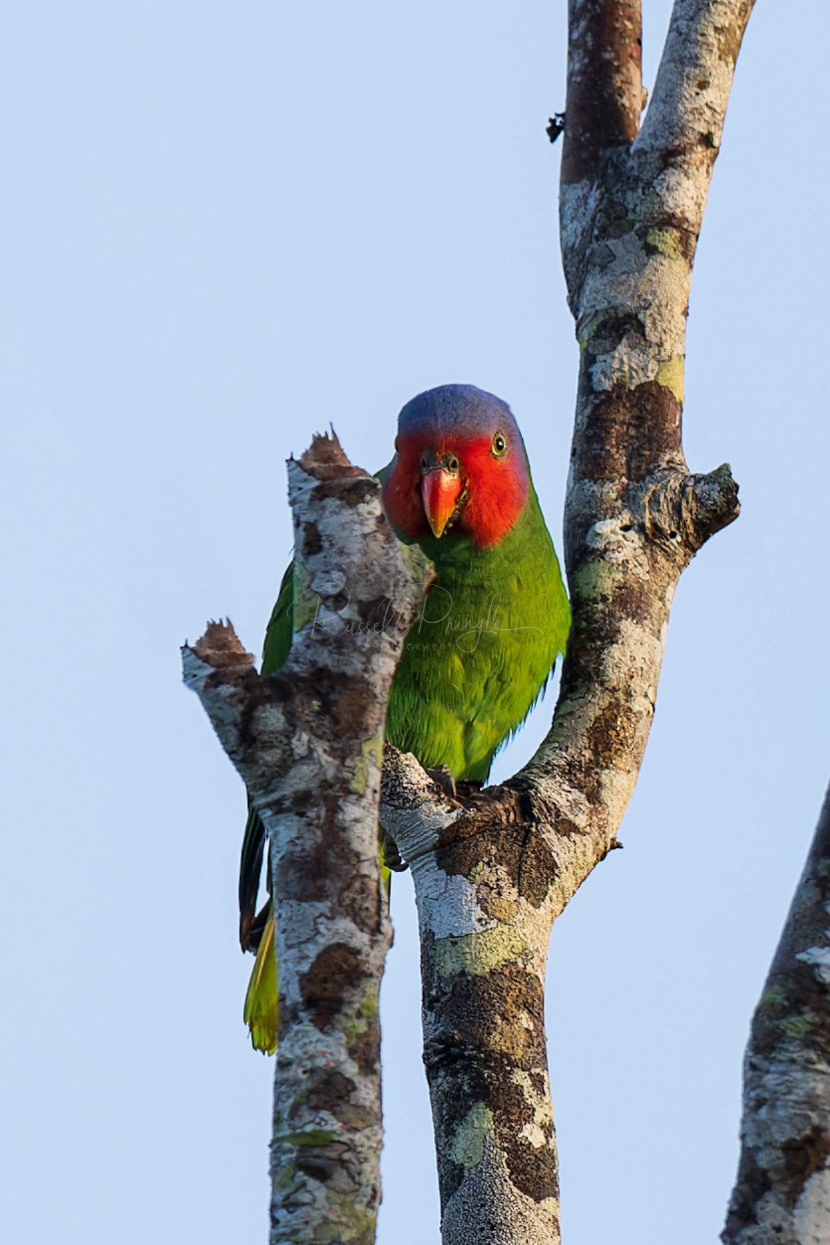 Red-cheeked Parrot (male)