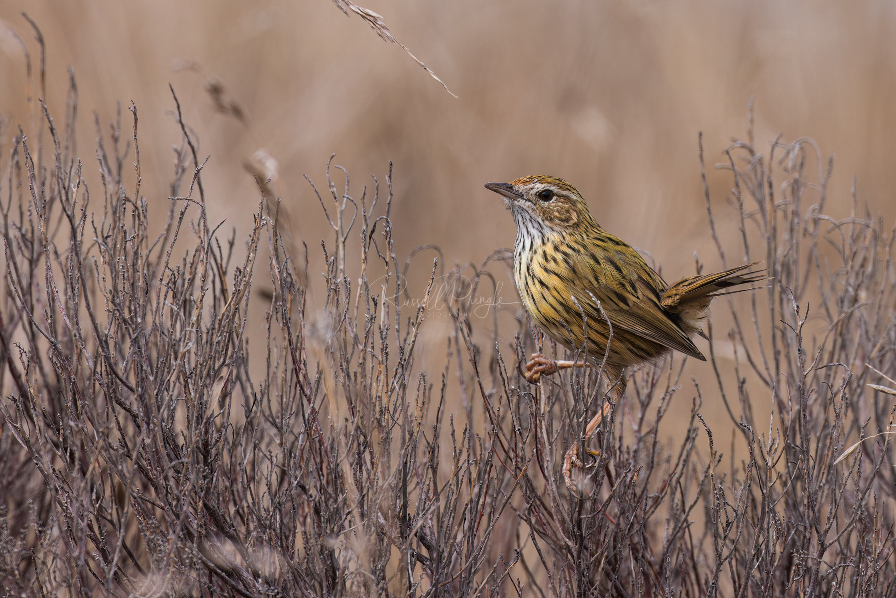 Striated Fieldwren
