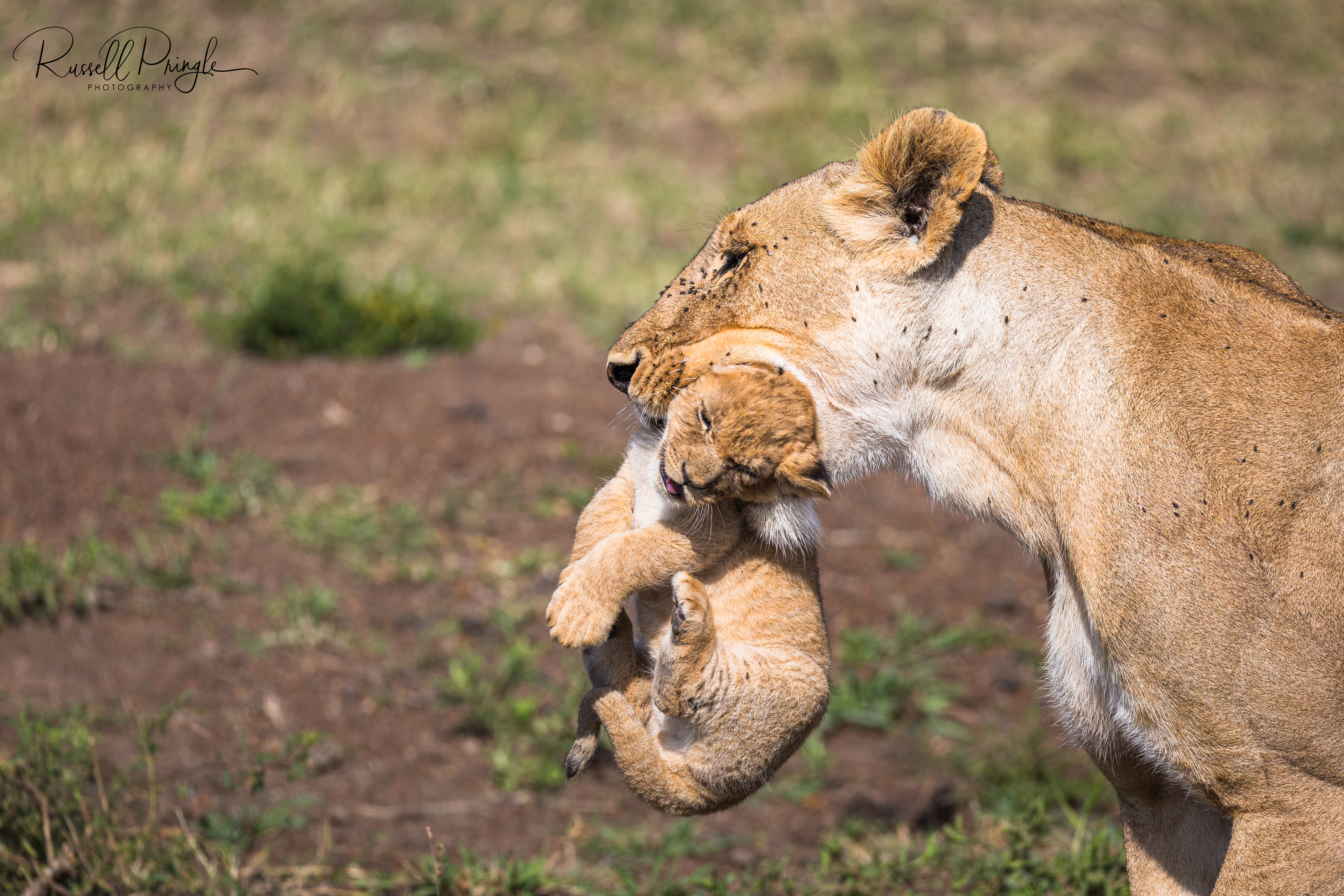 Lioness & Cub-Masai Mara