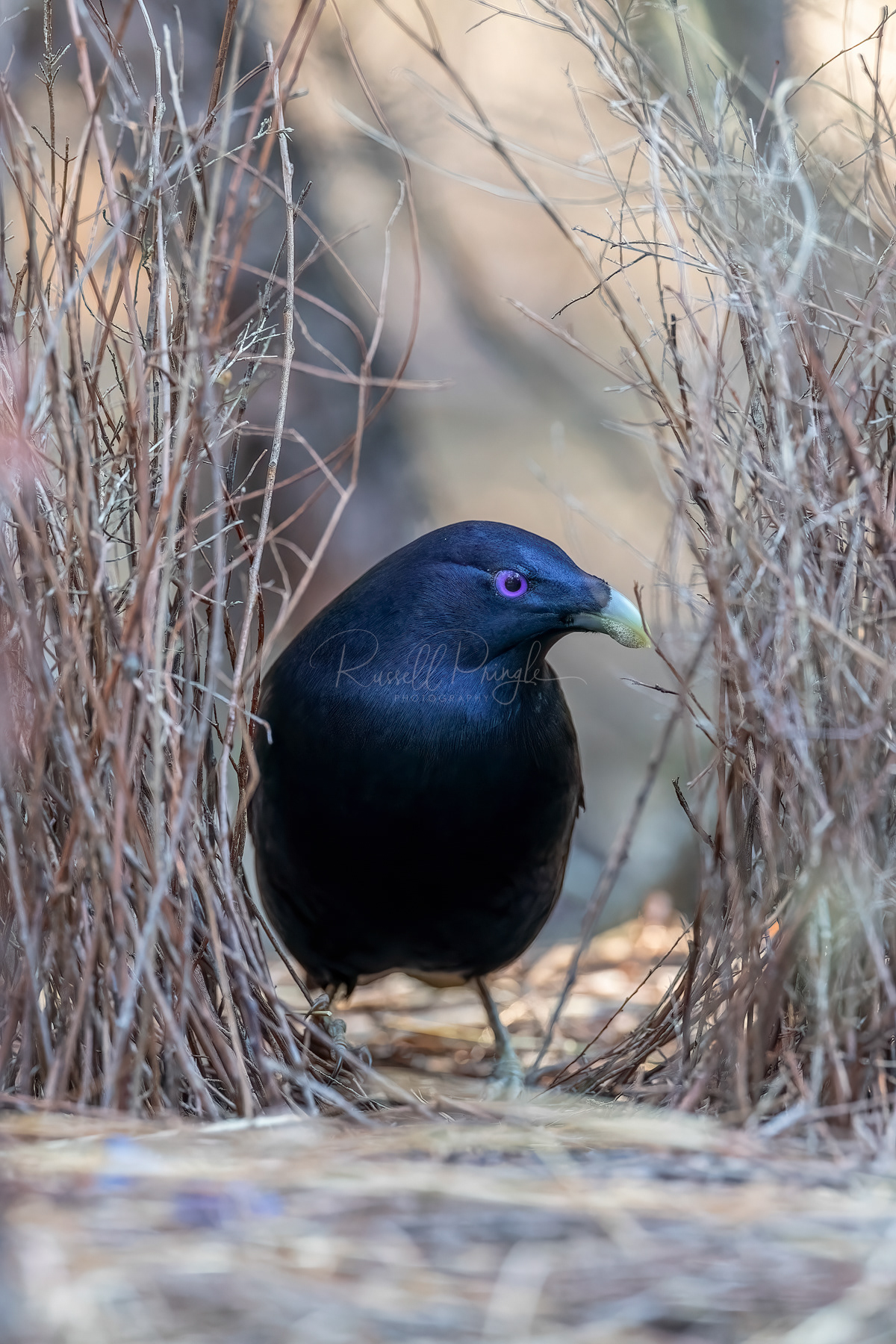 Satin Bowerbird (male)