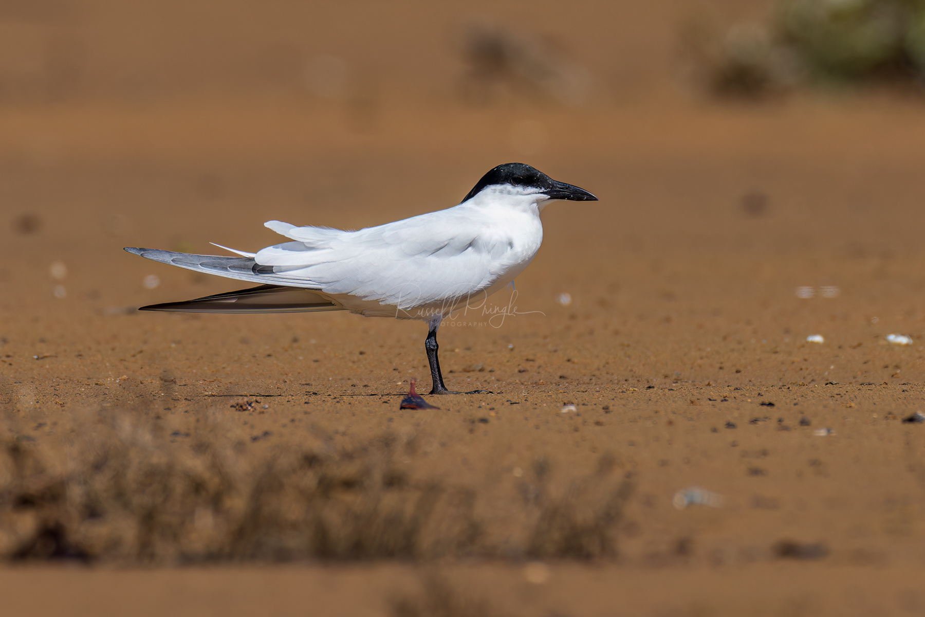 Australian Tern (breeding)