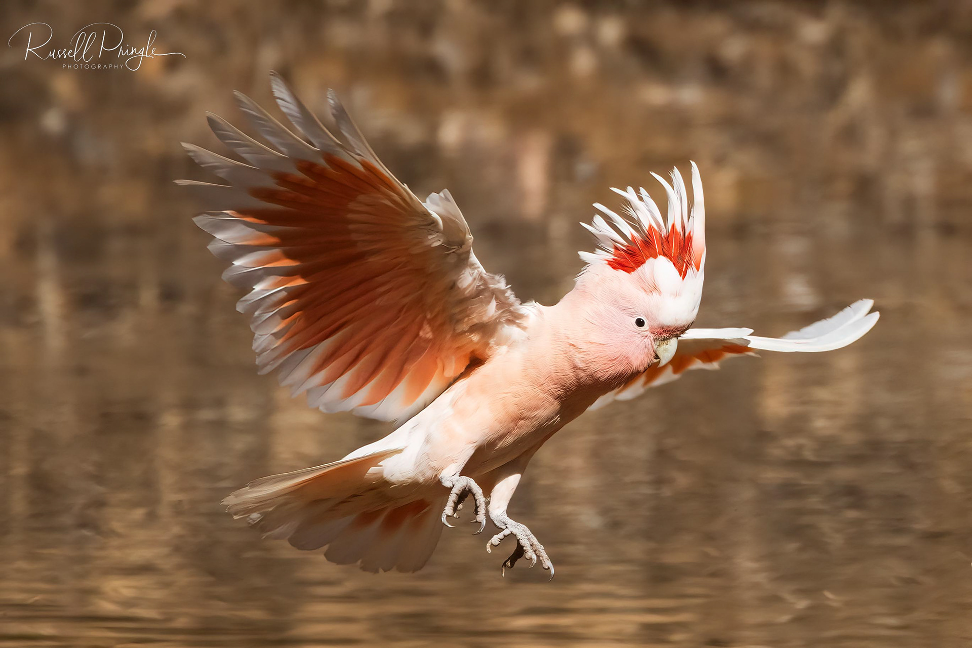 Major Mitchell's Cockatoo (Mollis sub-species)