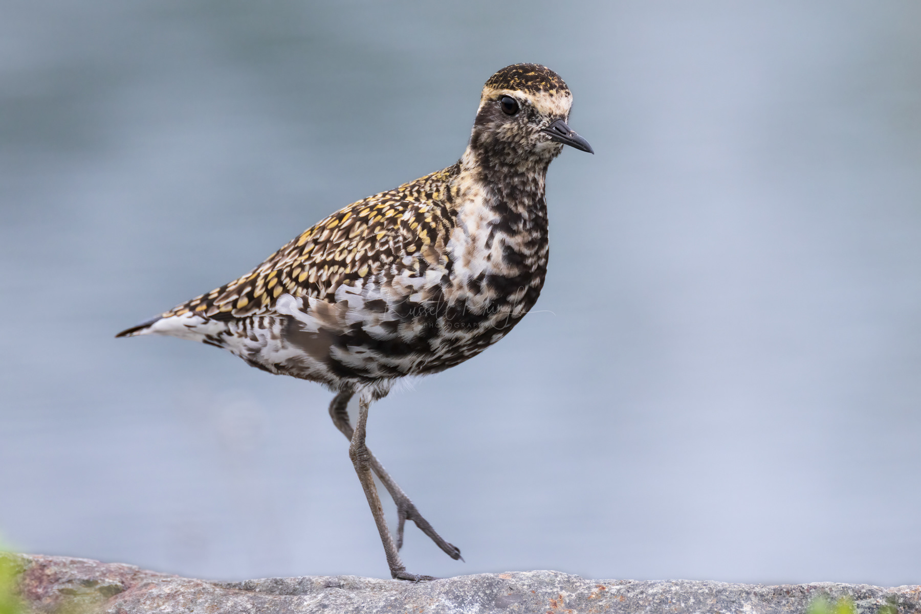 Pacific Golden Plover