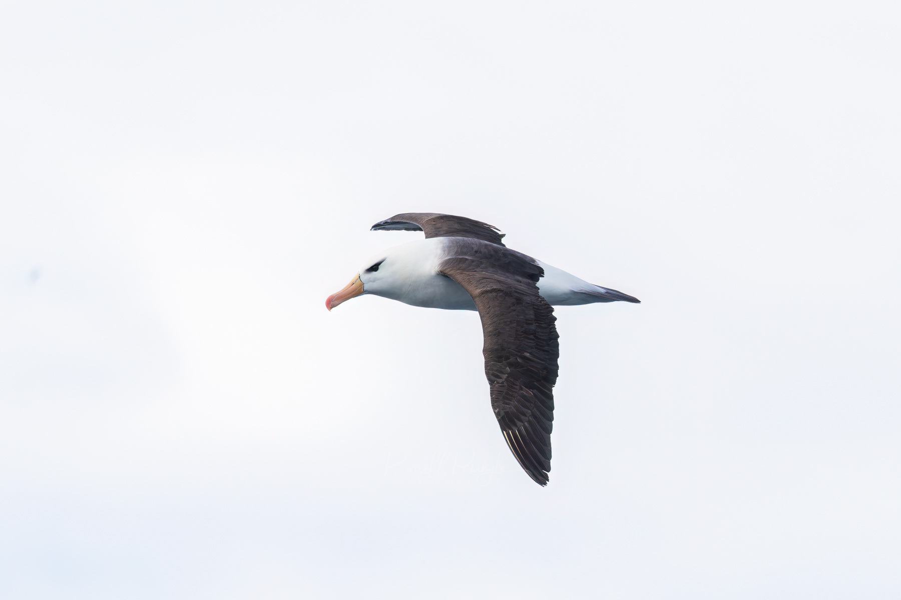 Black-browed Albatross