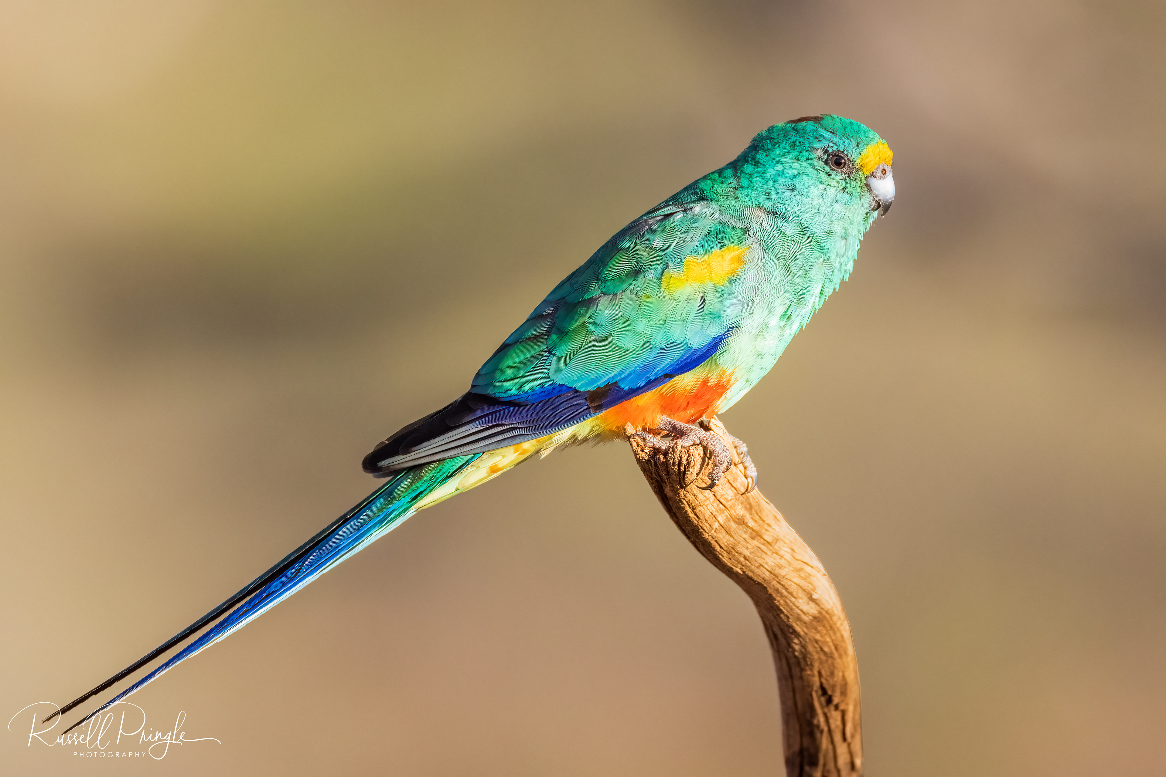 Mulga Parrot (Male)