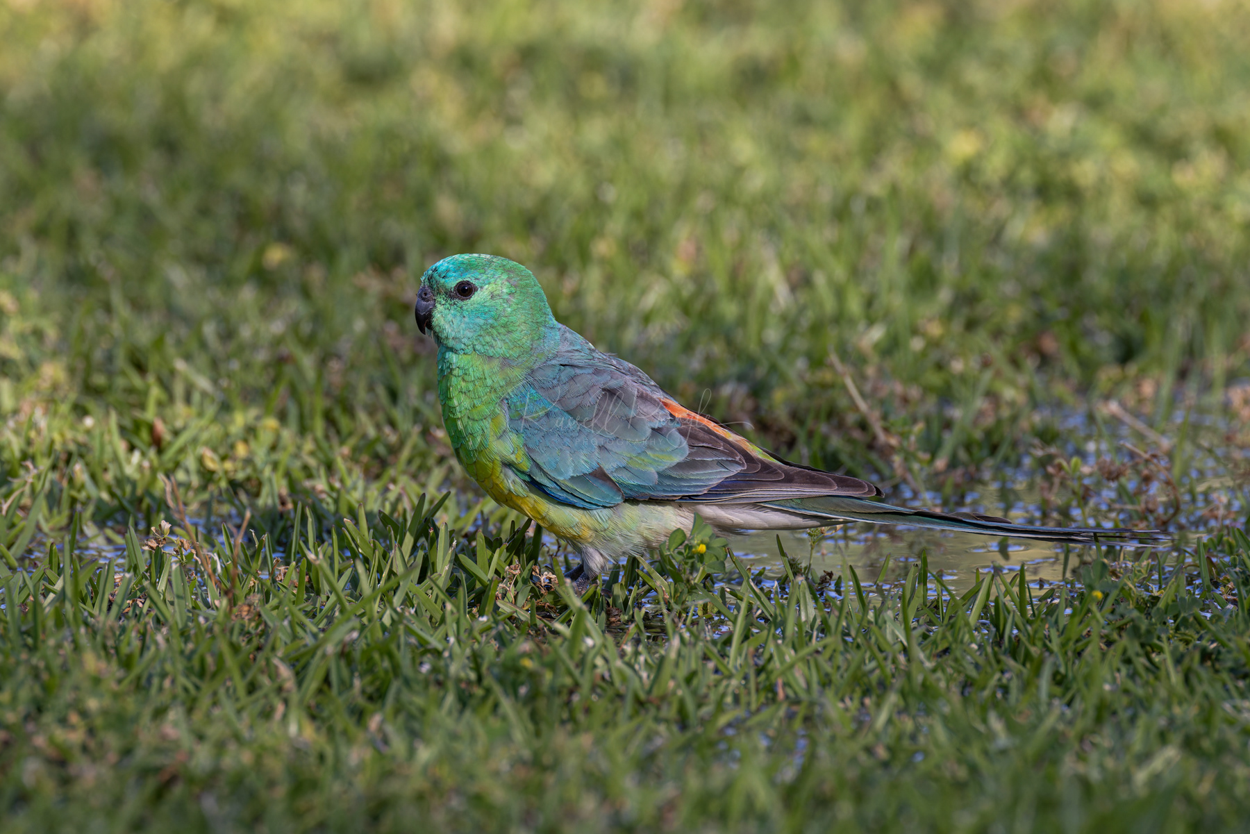 Red-rumped Parrot (male)