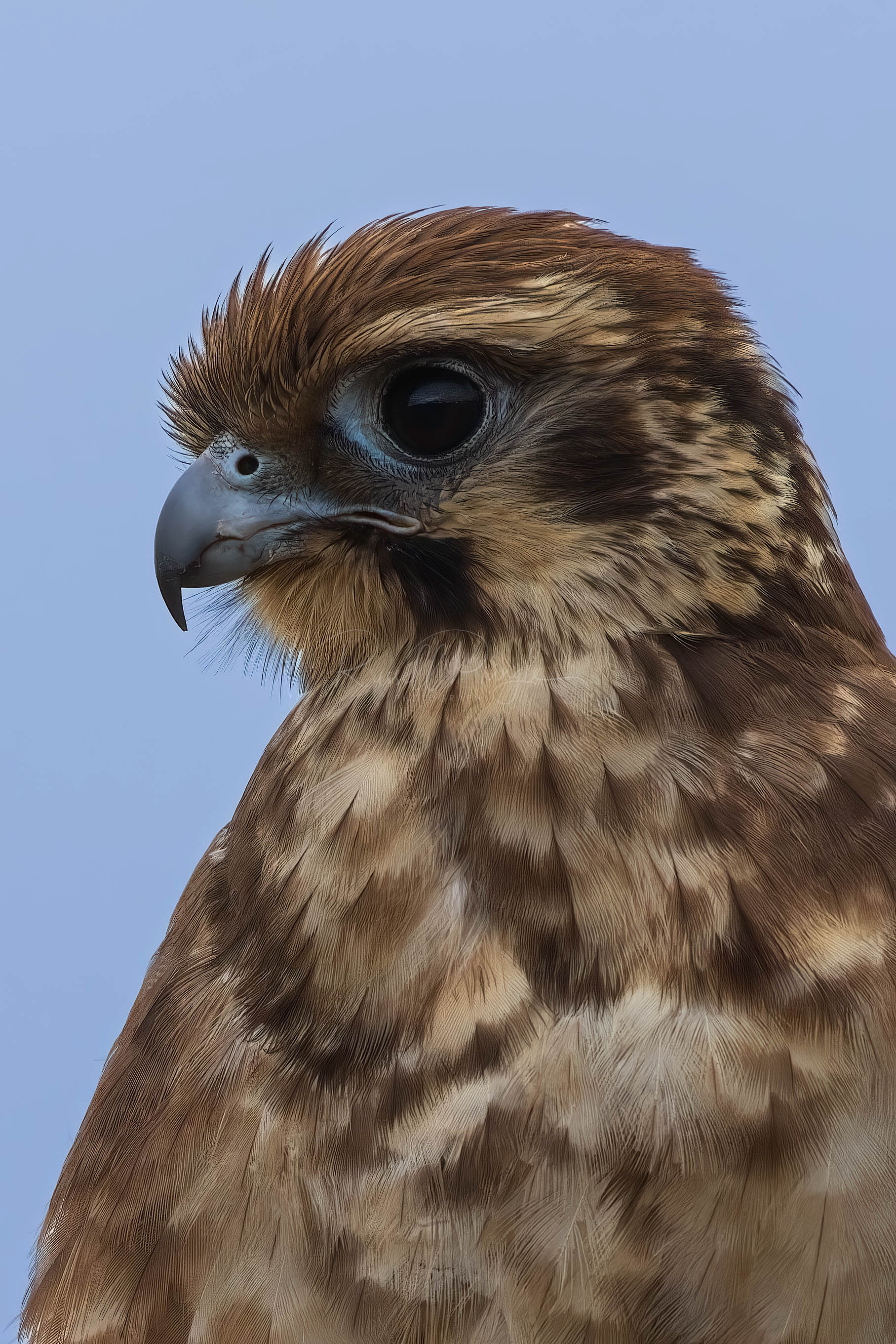 Brown Falcon (juvinile)