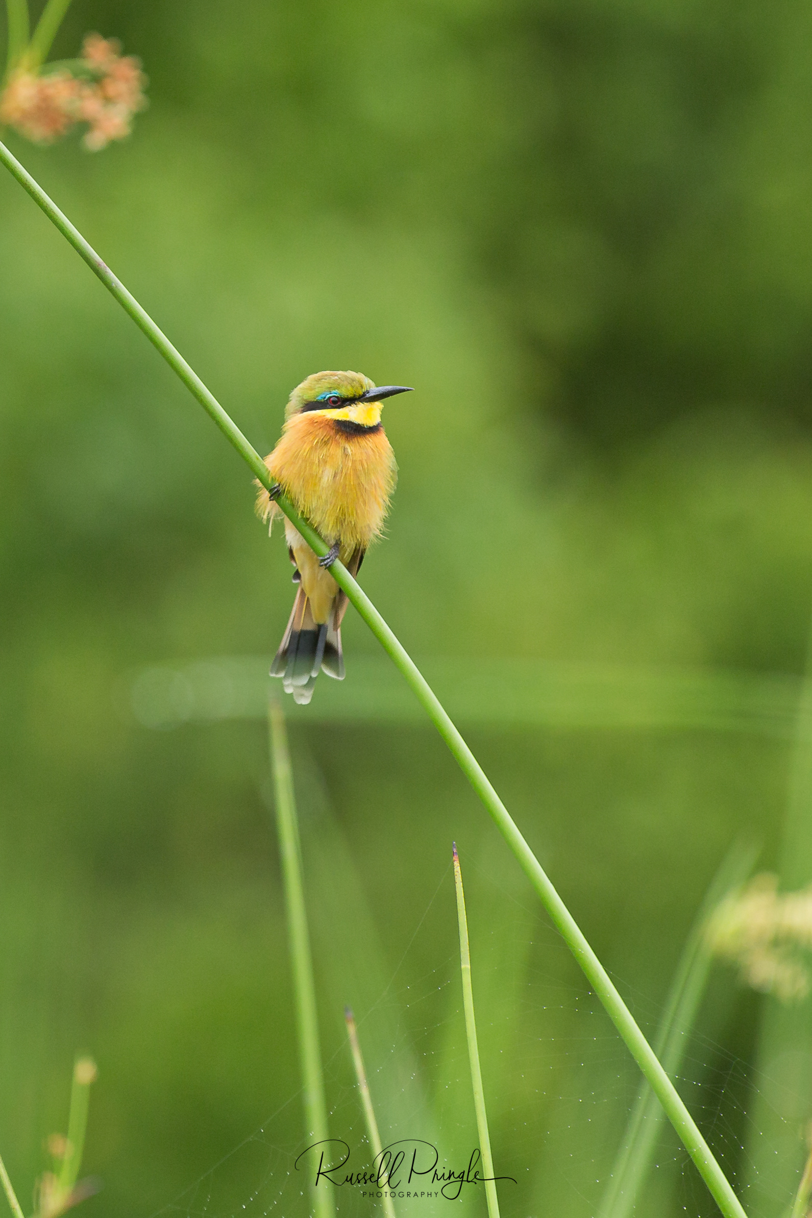 Little Bee-Eater