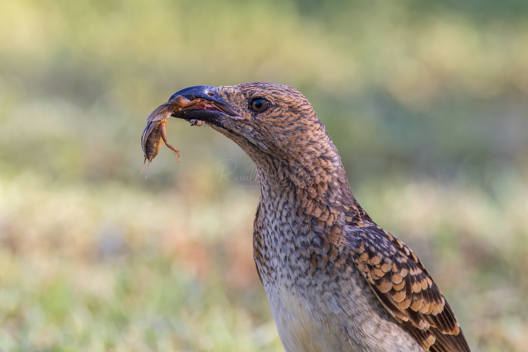 Spotted Bowerbird