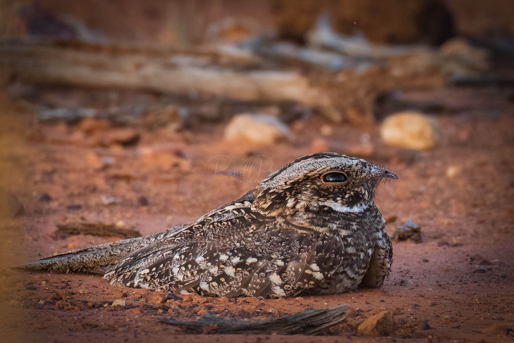 Spotted Nightjar