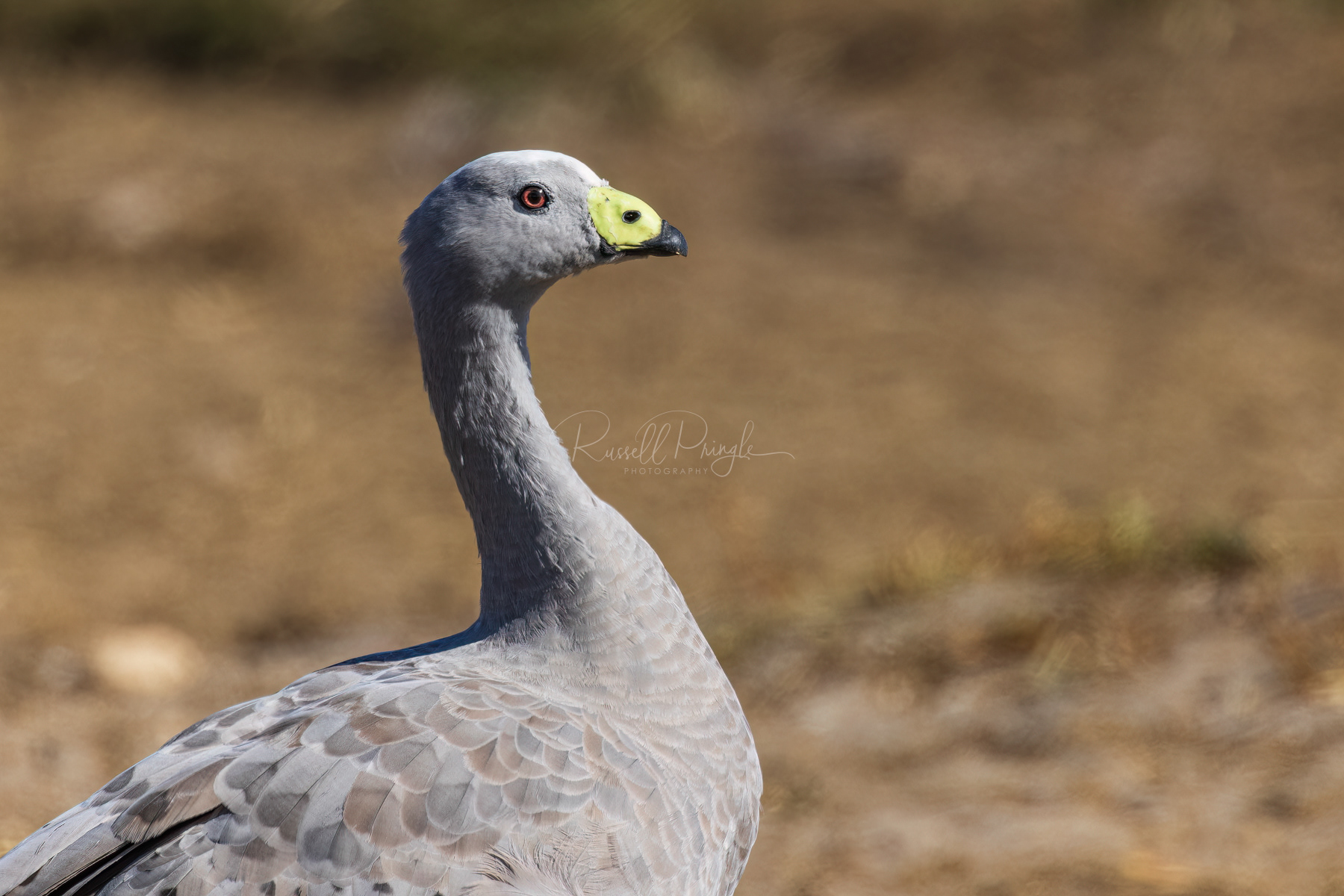 Cape Barron Goose