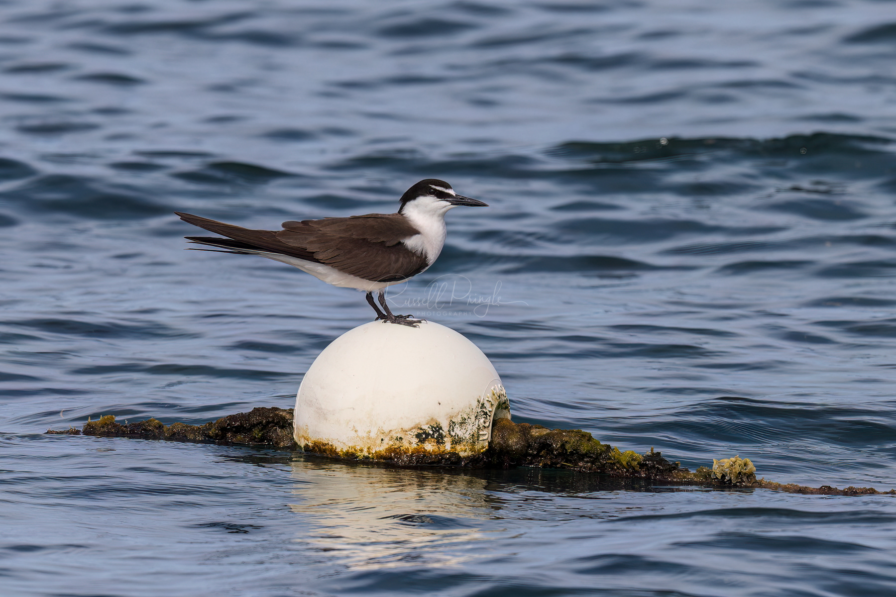 Bridled Tern (breeding)
