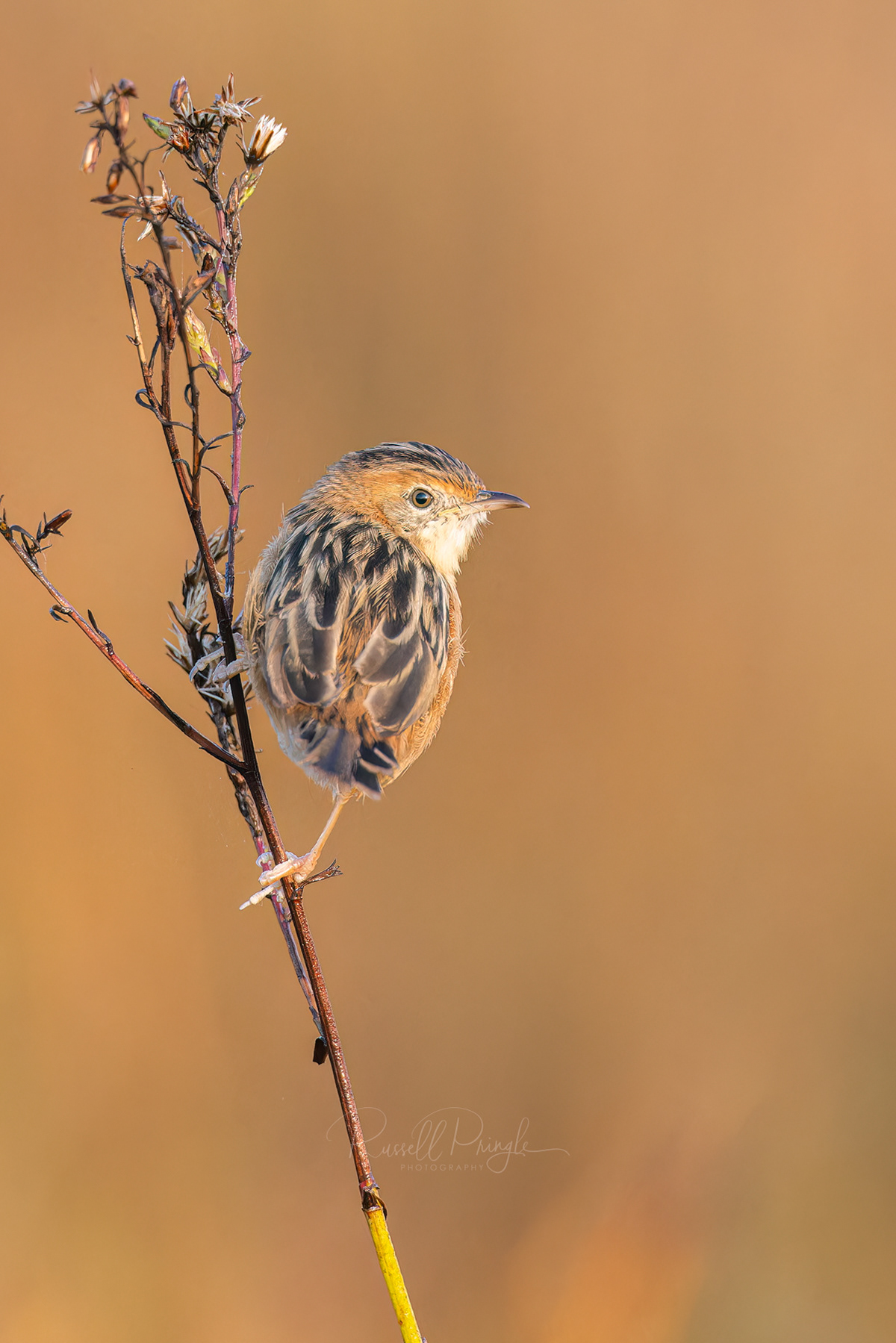Golden-headed Cisticola
