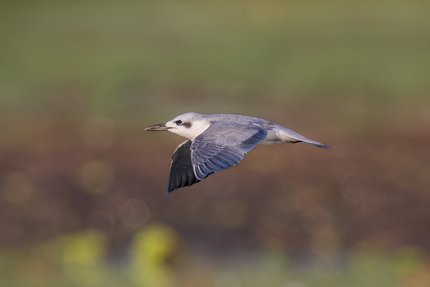 Gull-billed Tern (non breeding)