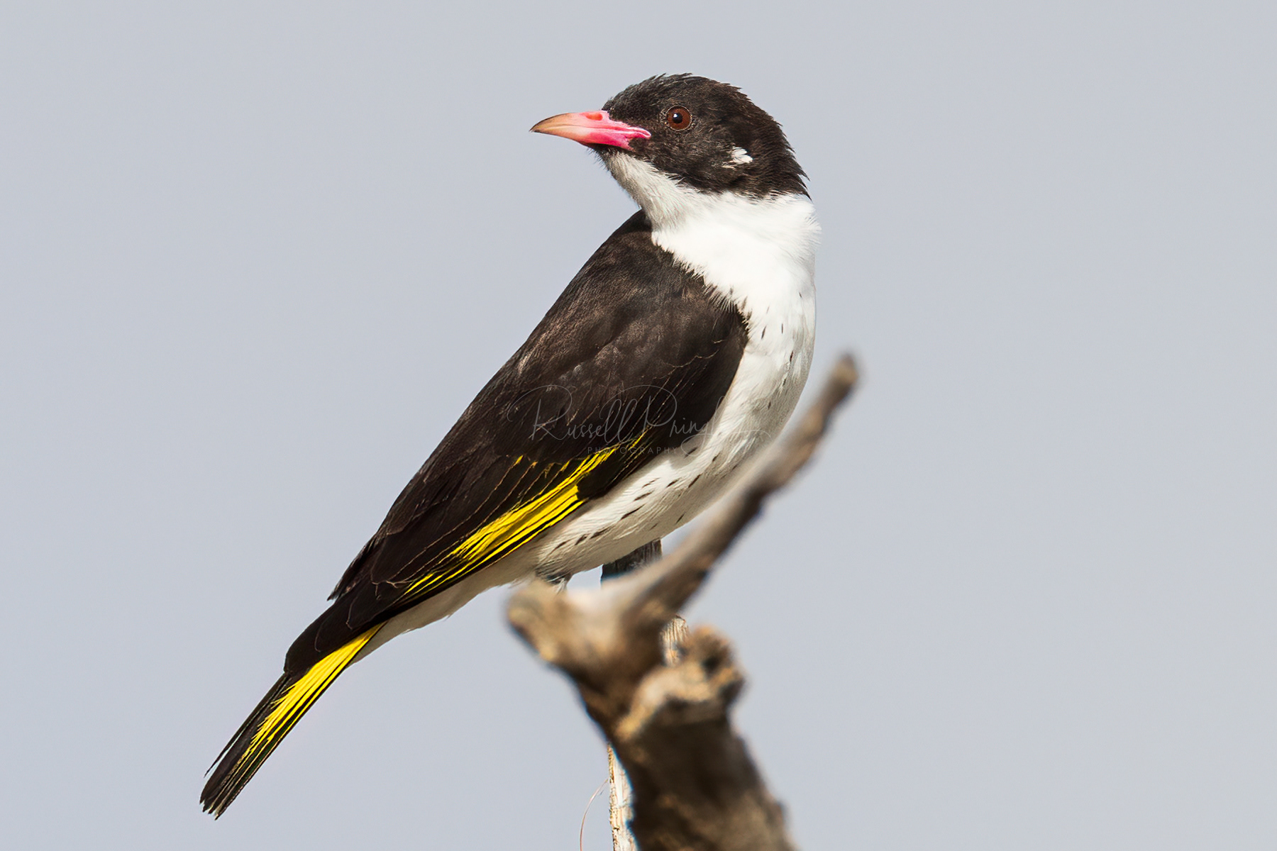 Painted Honeyeater (male)