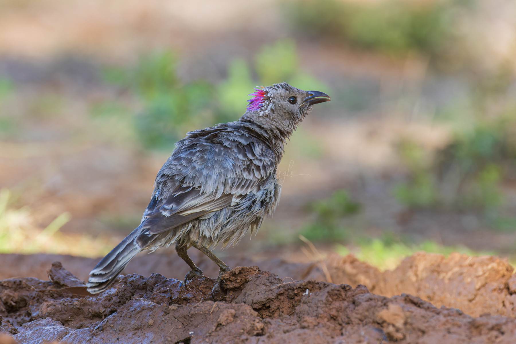 Great Bowerbird (male)