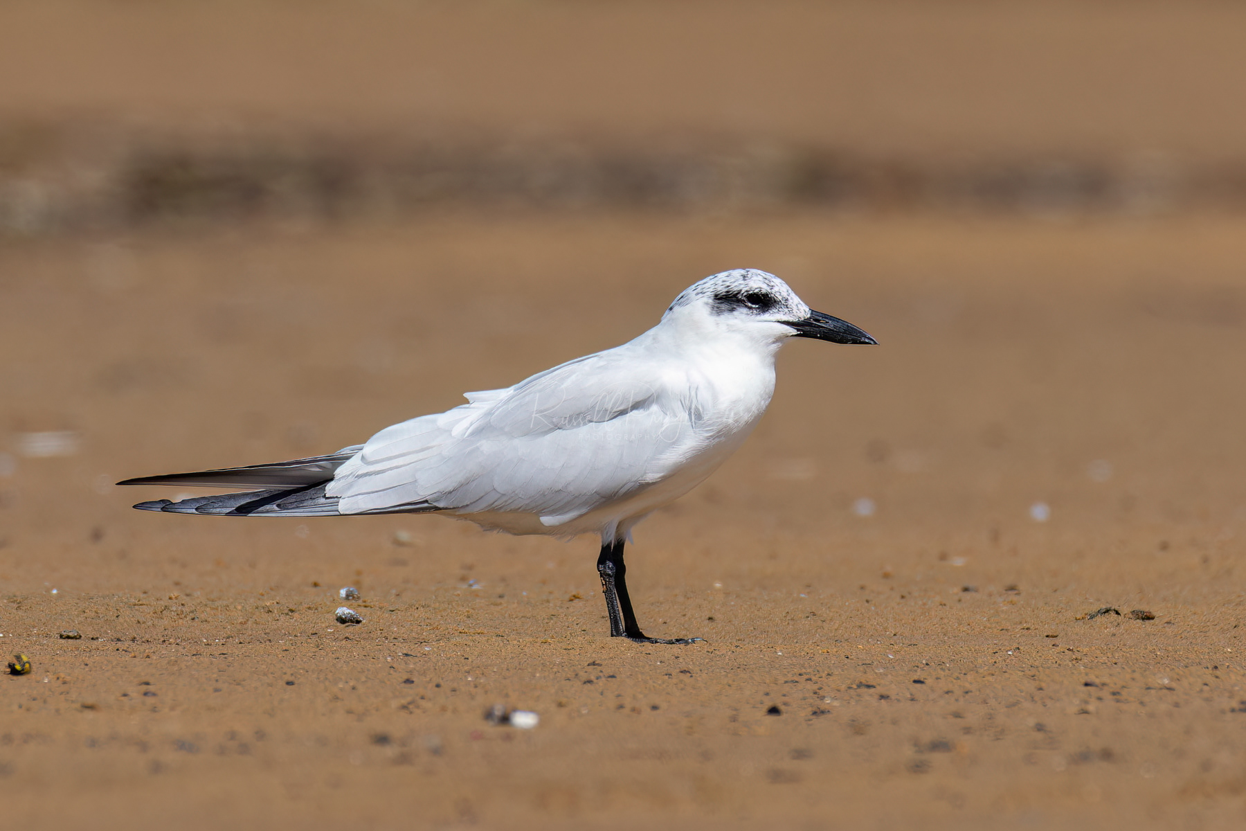 Australian Tern (non breeding)