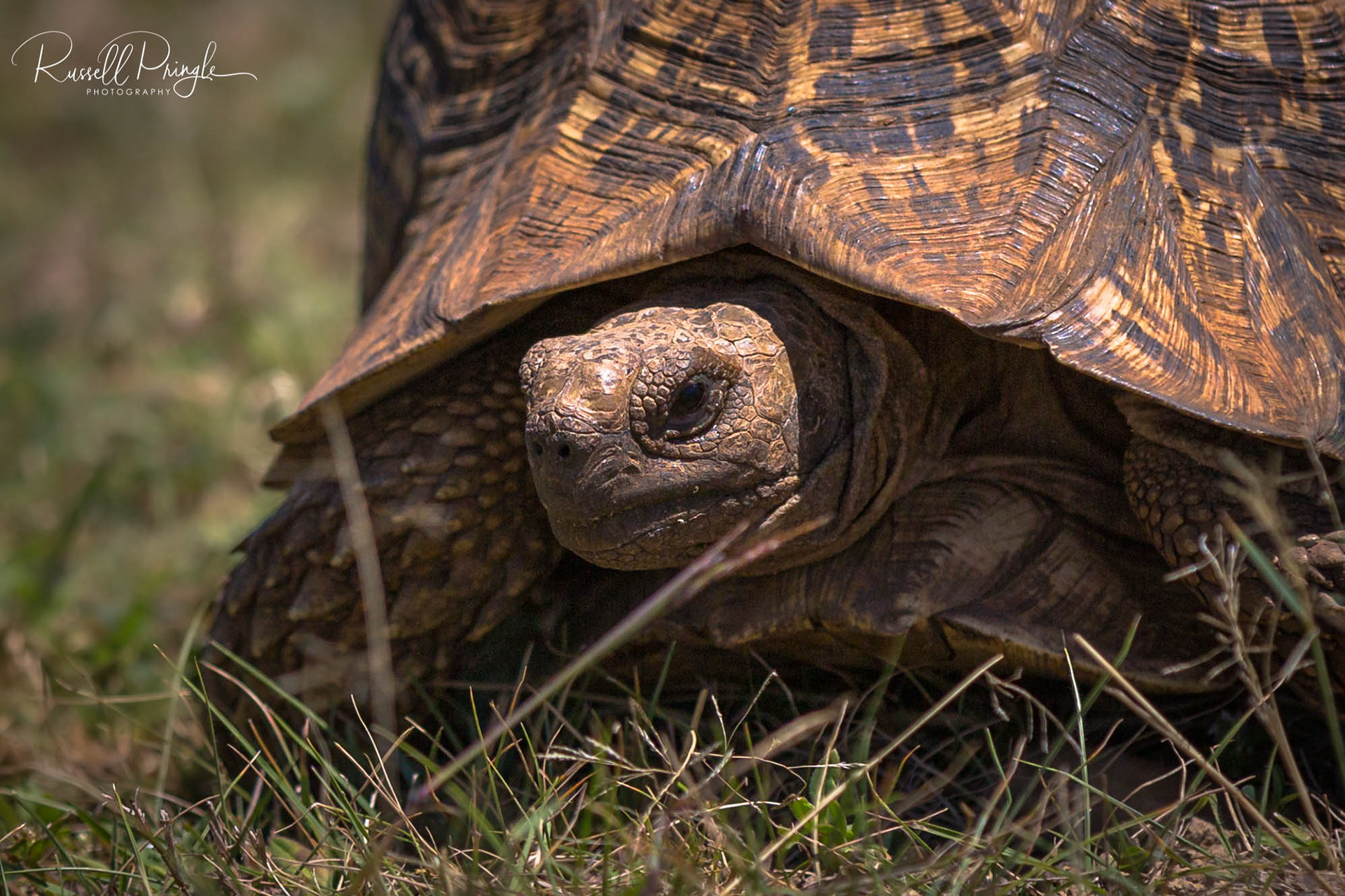 Leopard Tortoise-Lake Baringo