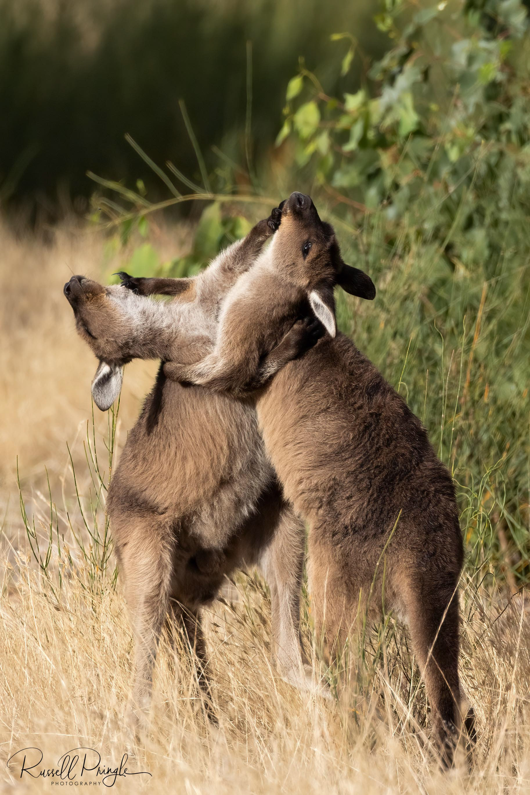 Western Grey Kangaroo (Kangaroo Island)