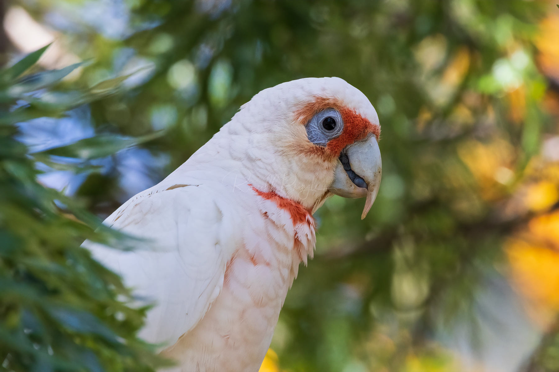 Long-billed Corella
