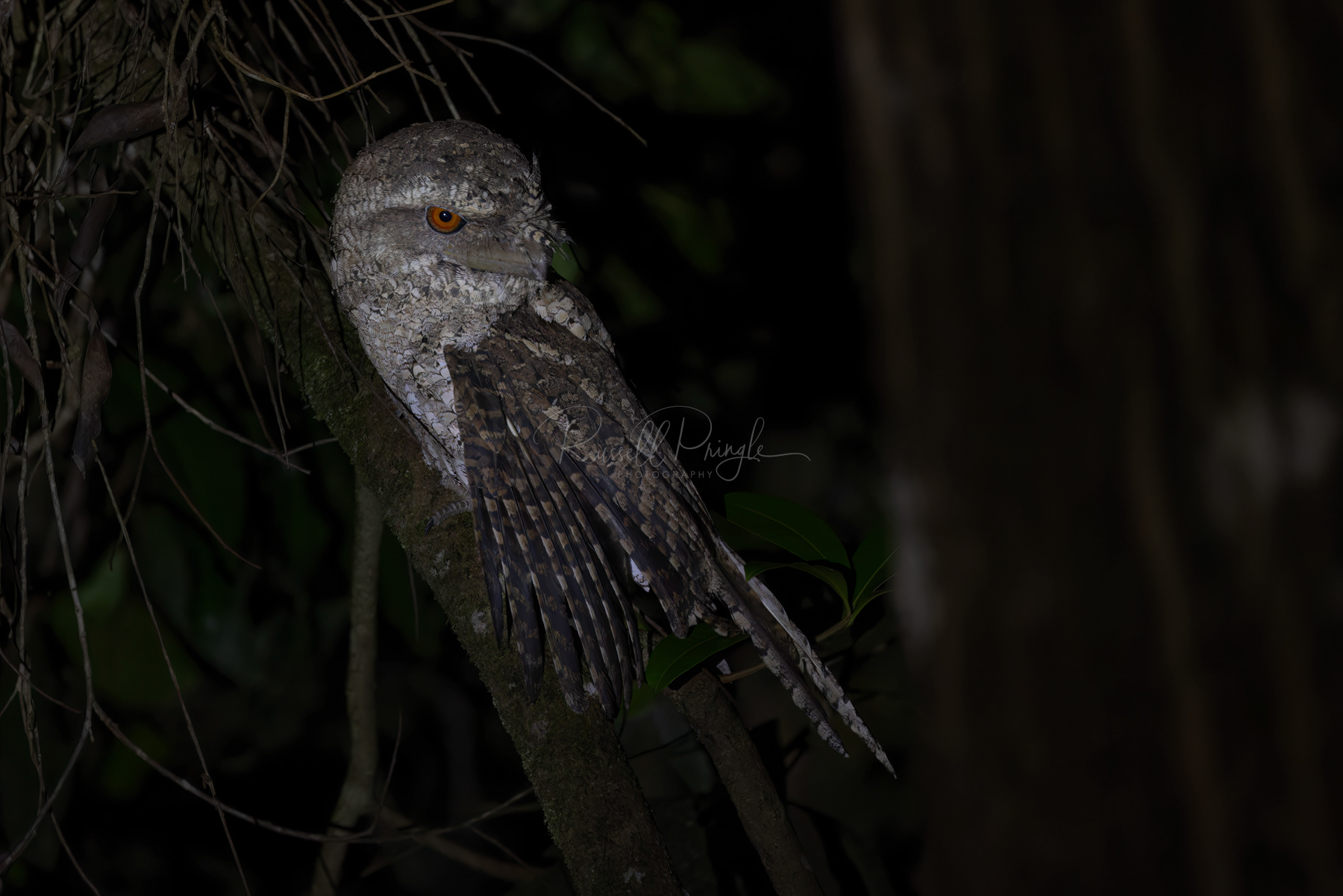Marbled Frogmouth