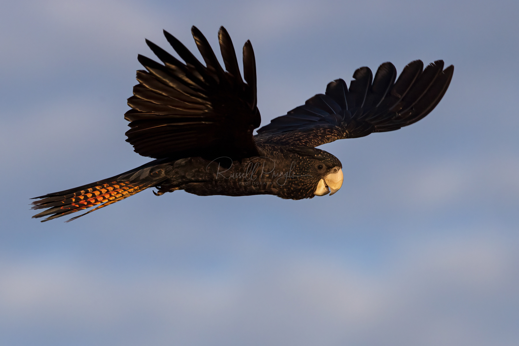 Red-tailed Black Cockatoo