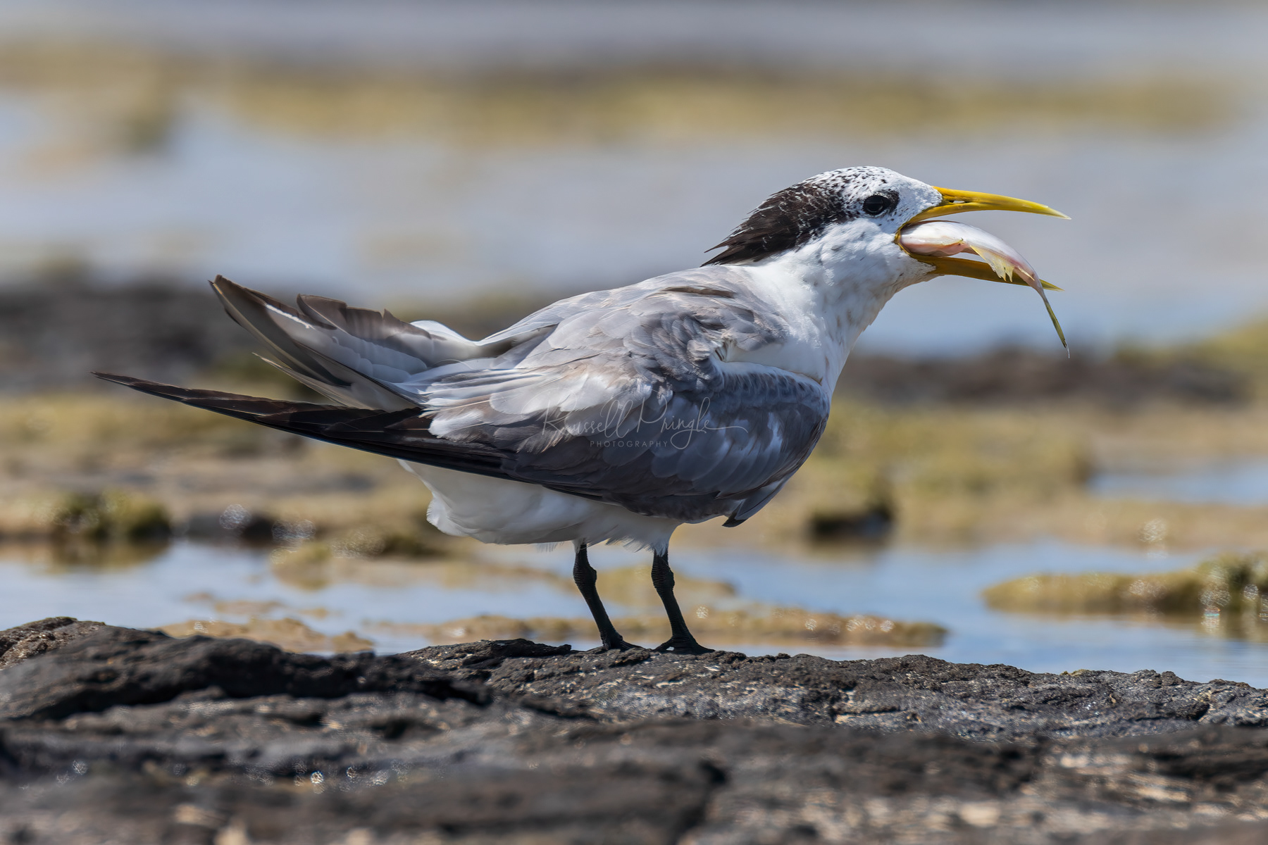 Creasted Tern (non breeding)