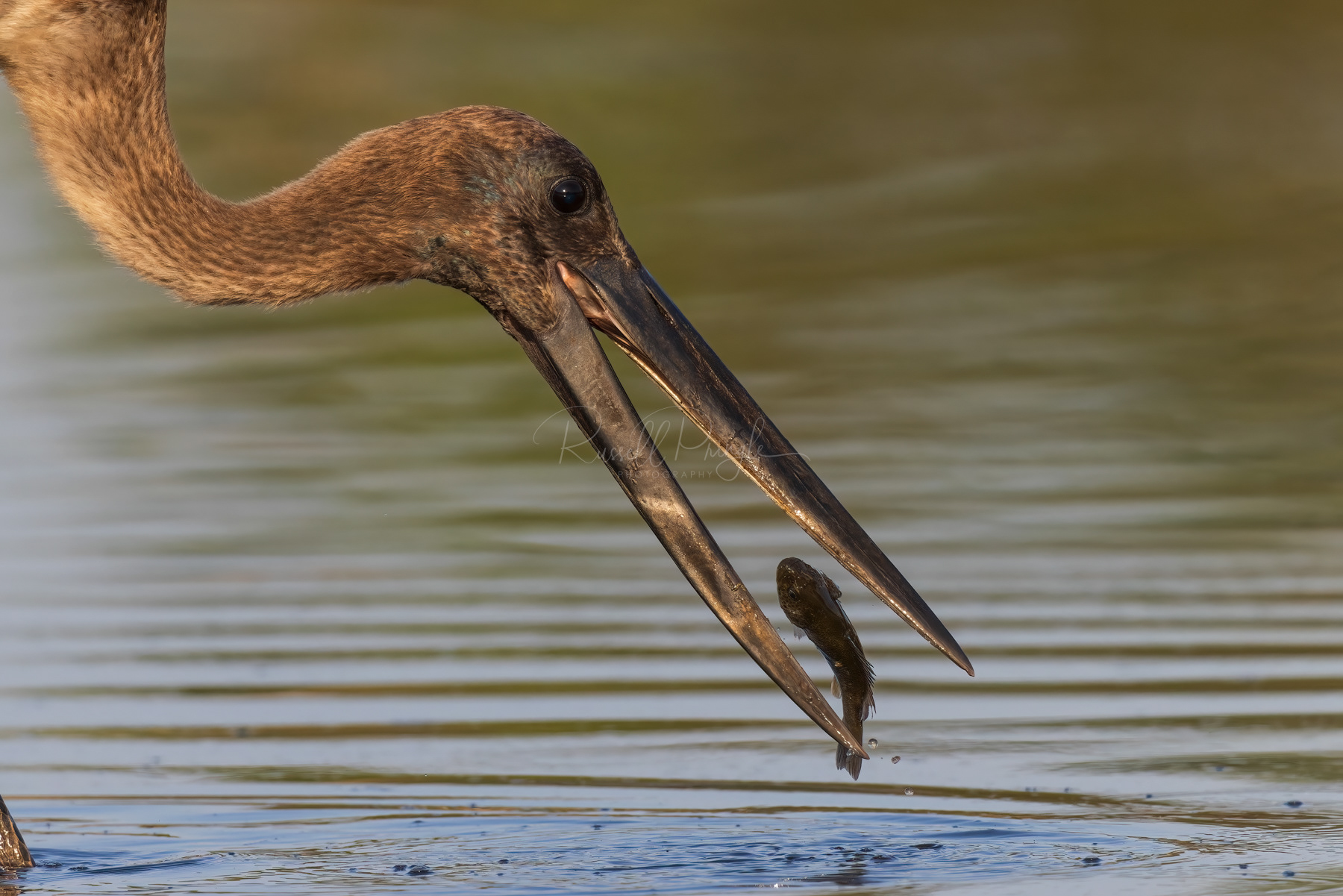 Black-necked Stork (juvinile)