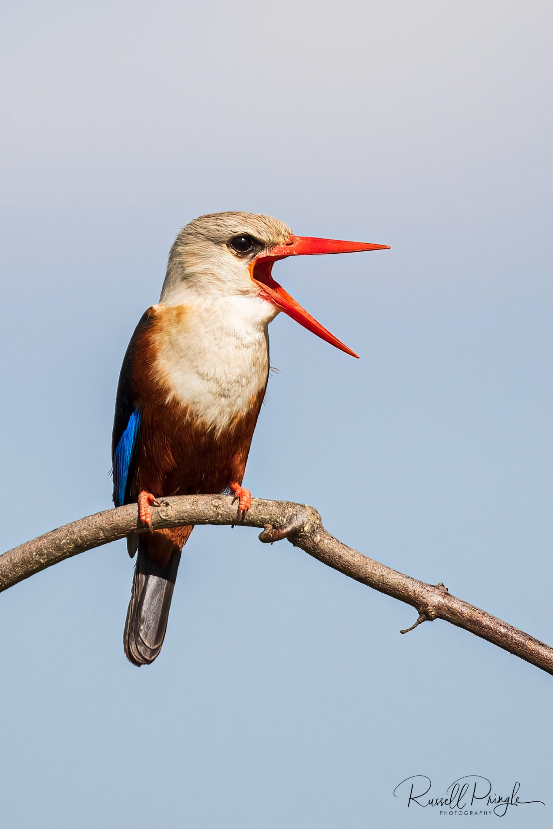 Grey Headed Kingfisher