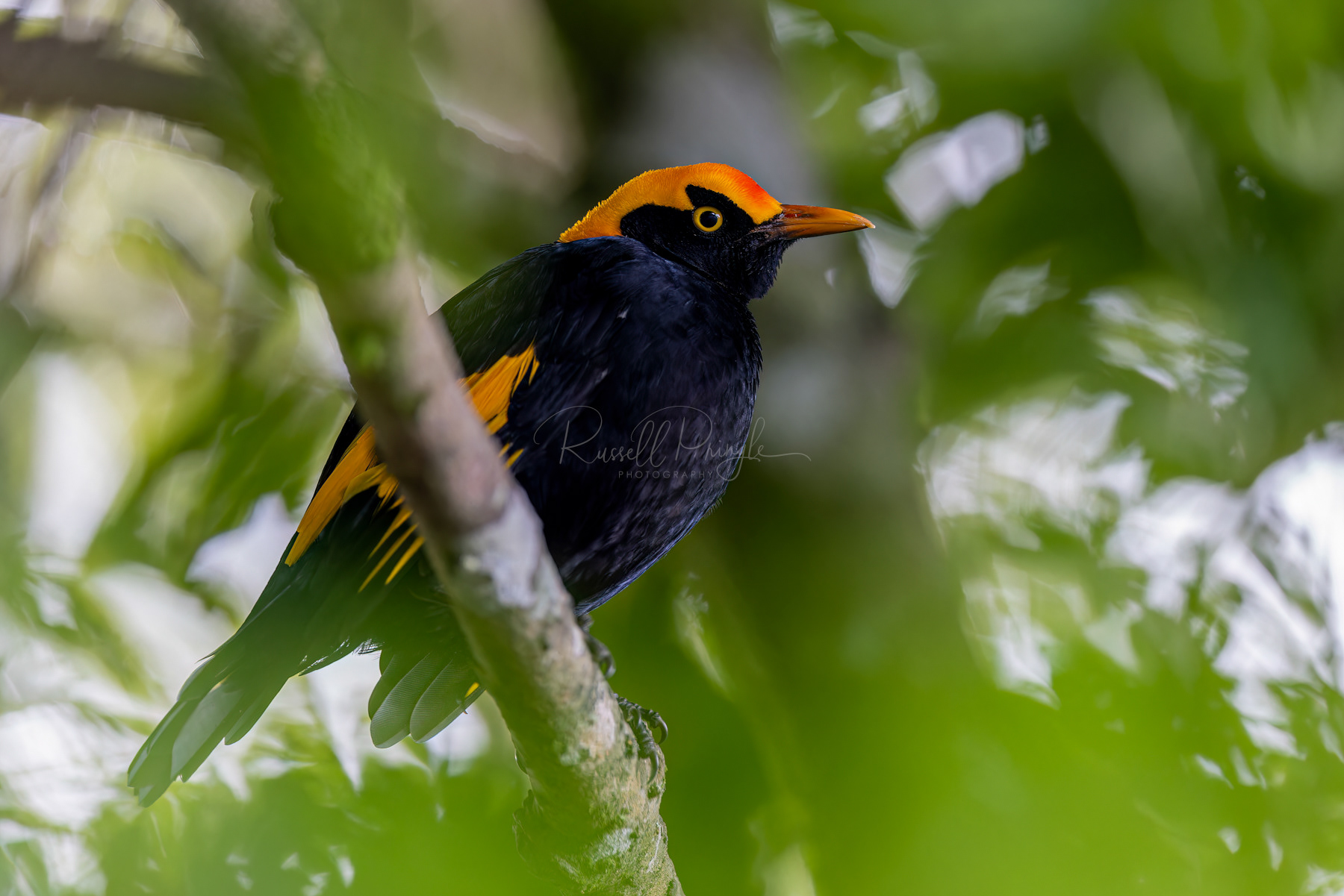 Regent Bowerbird (male)
