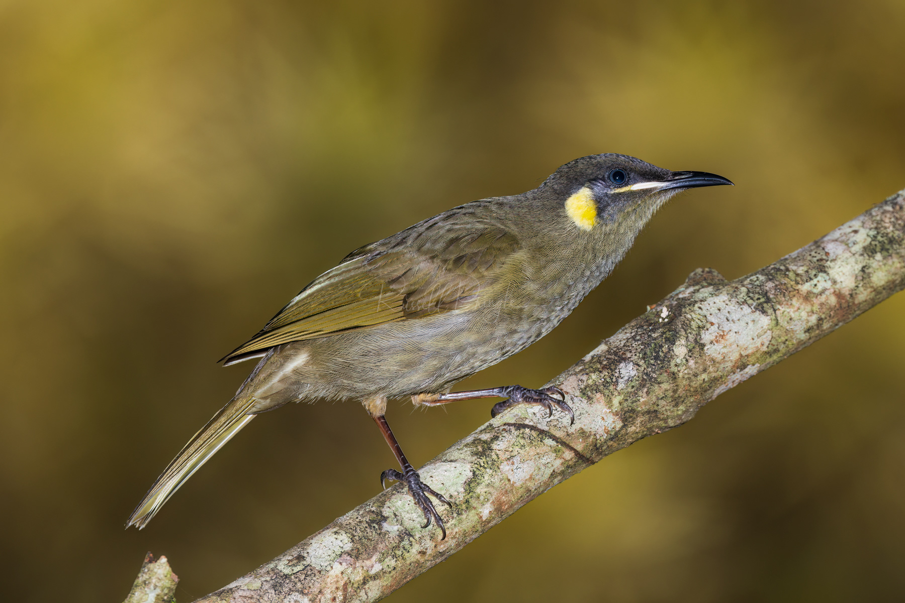 Lewin's Honeyeater