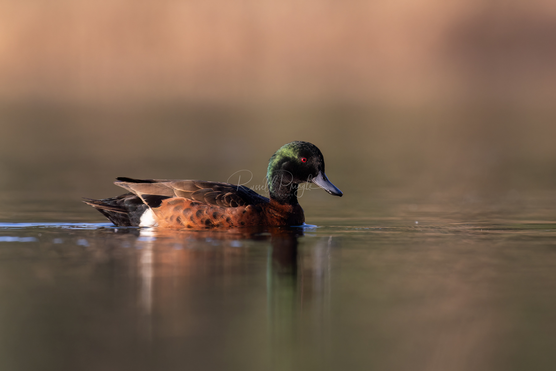 Chestnut Teal (male)