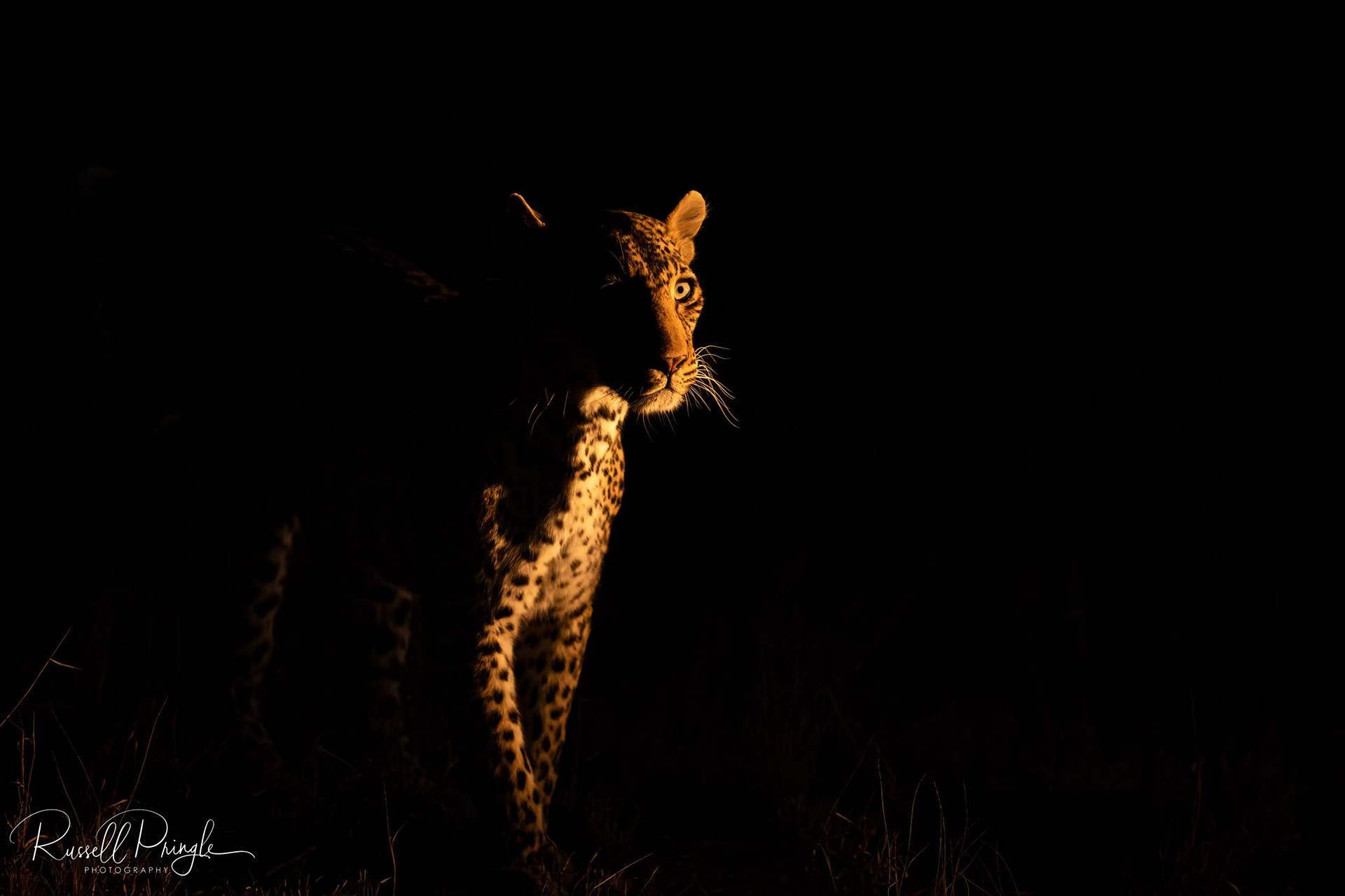 Leopard-Sabi Sands