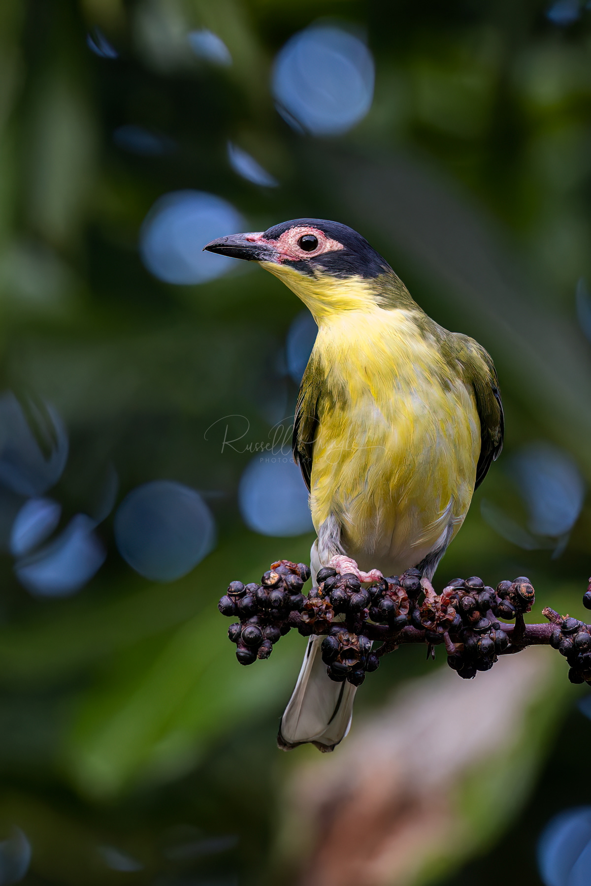 Australian Figbird (male)