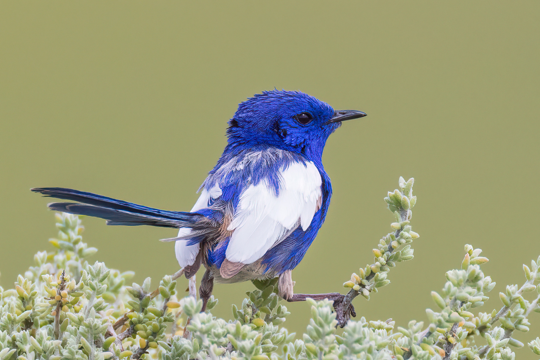 White-winged Fairywren (male)