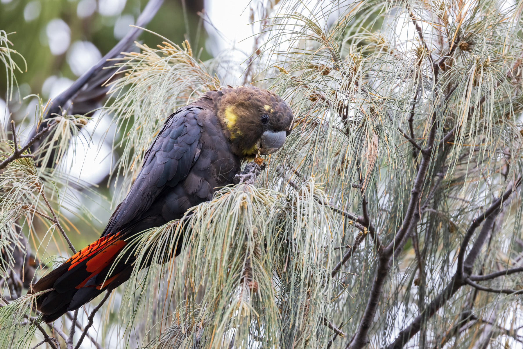 Glossy Black Cockatoo (female)
