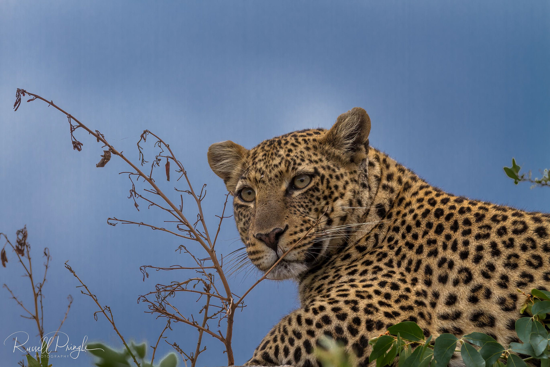 Leopard-Serengeti