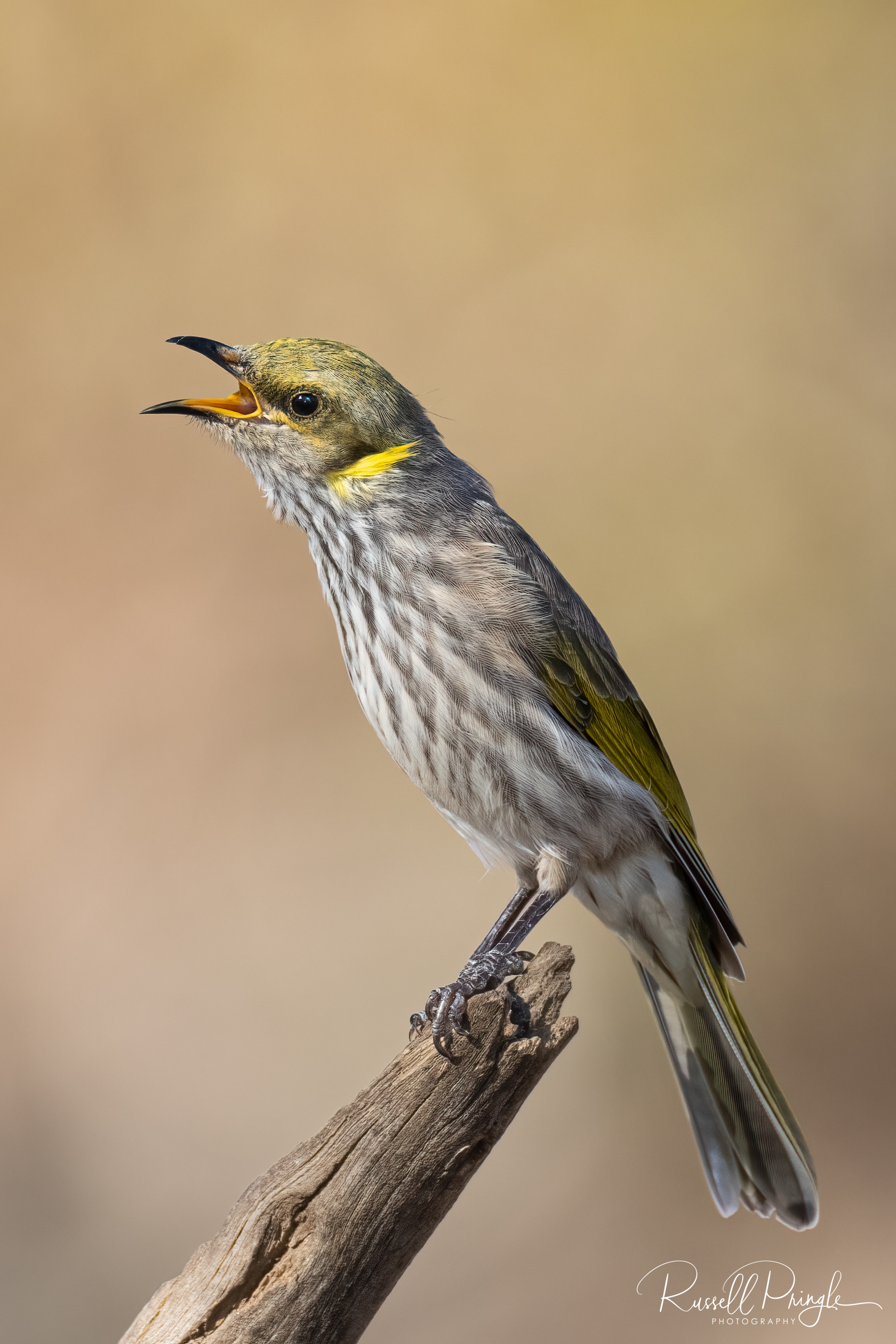 Yellow-plumed Honeyeater