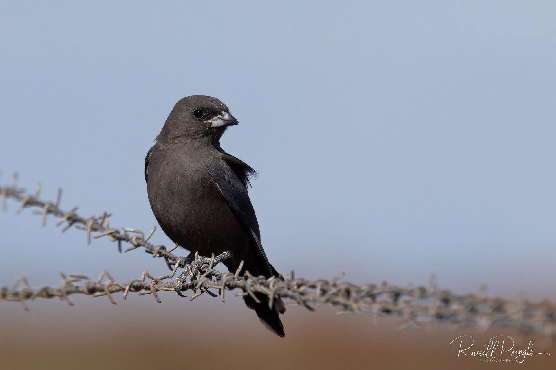 Dusky Woodswallow