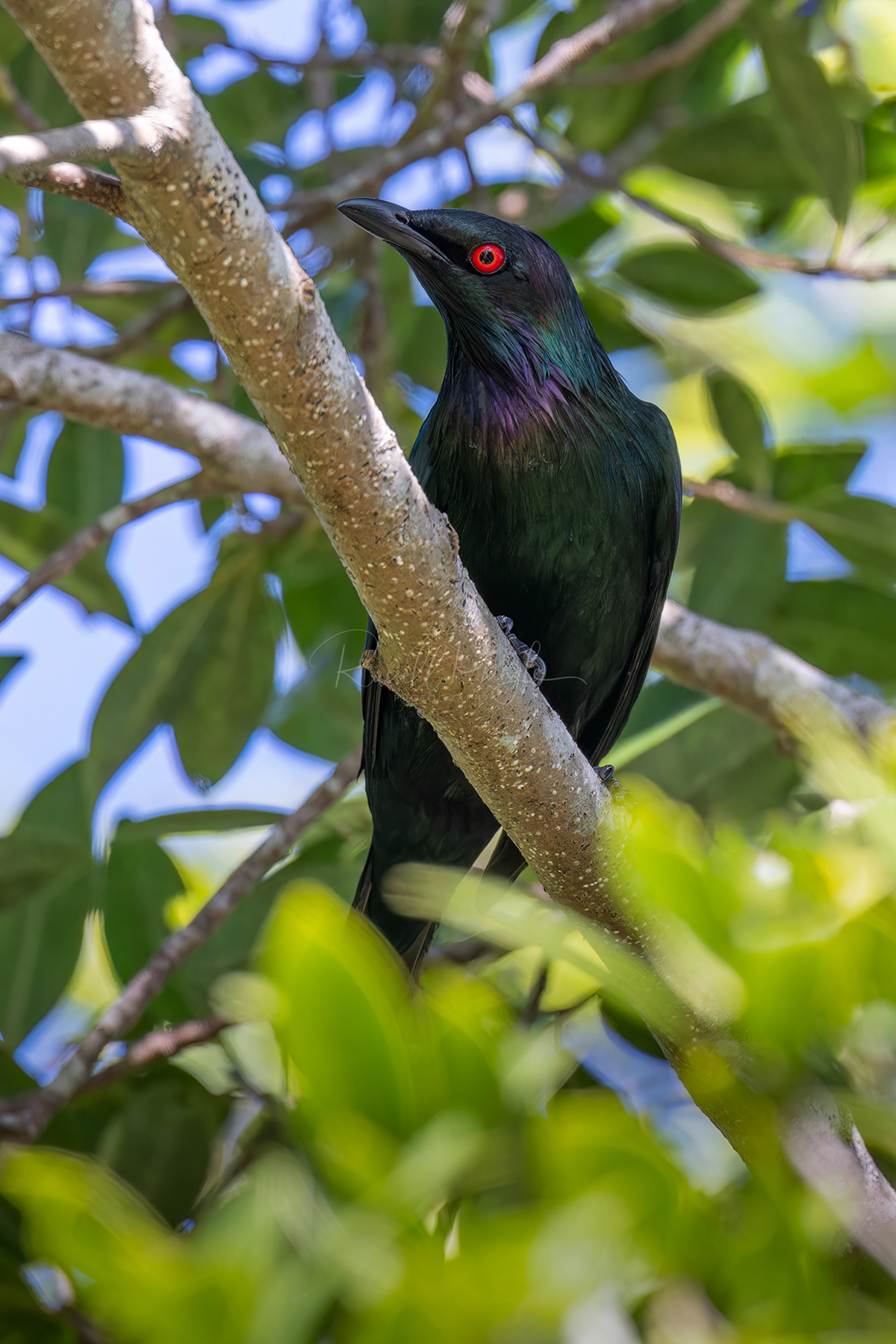 Metalic Starling