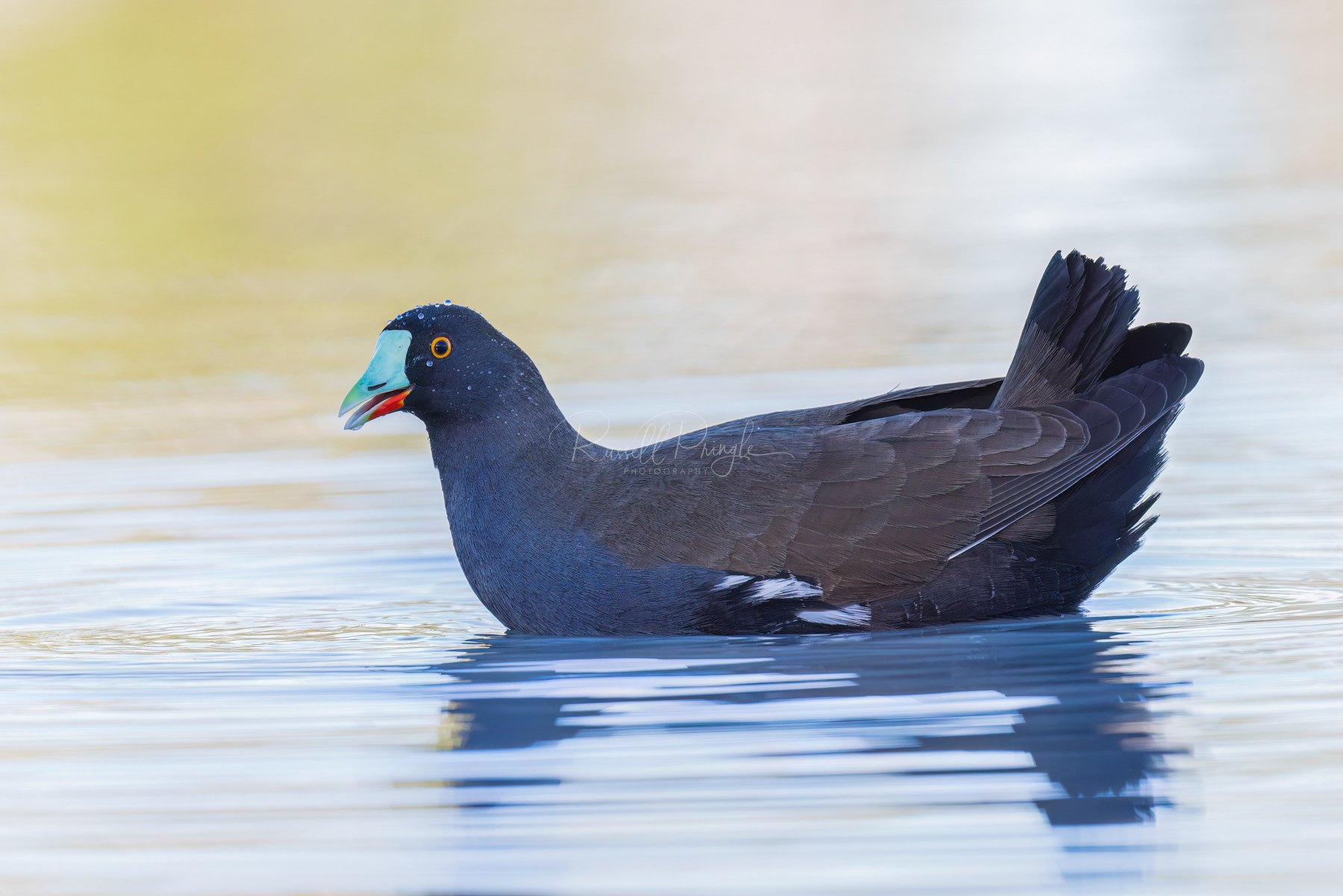Black-tailed Native Hen