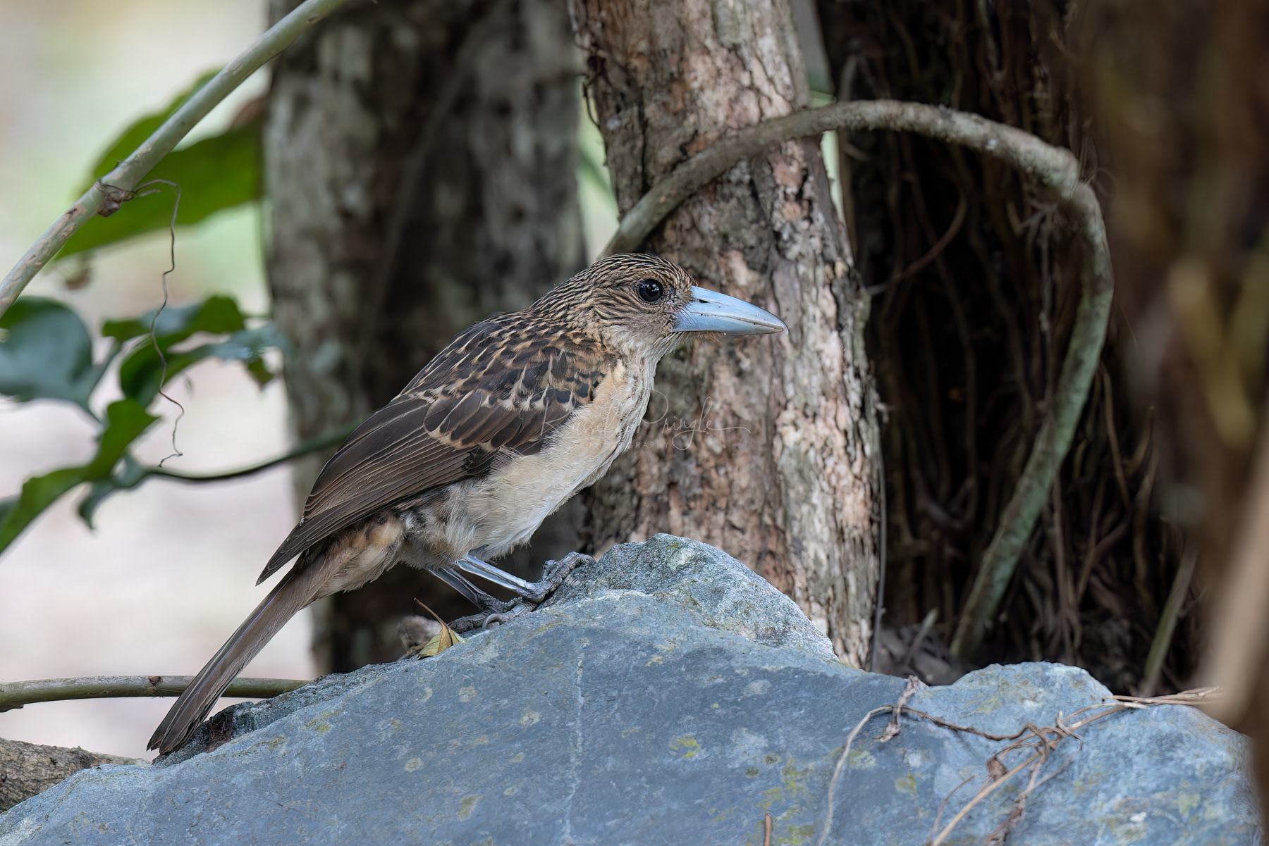 Black Butcherbird (juvinile)