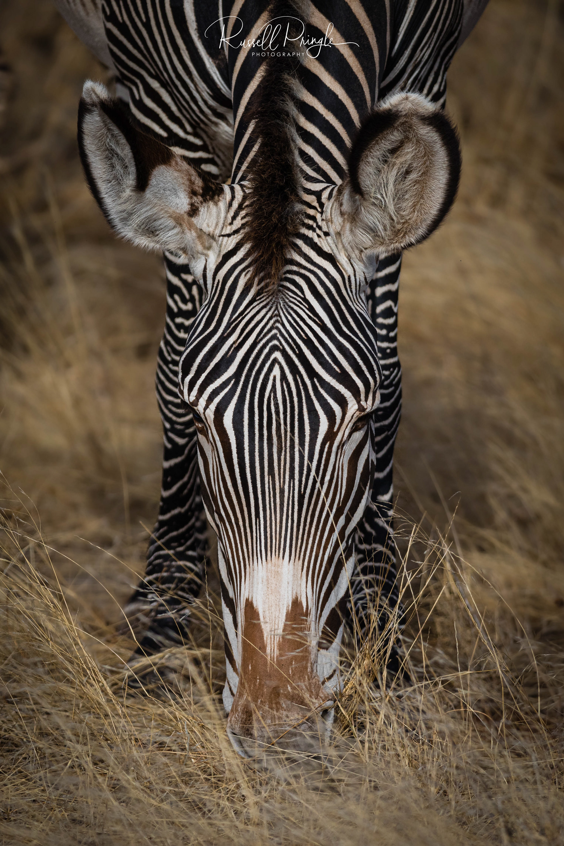 Grevvy's Zebra-Samburu
