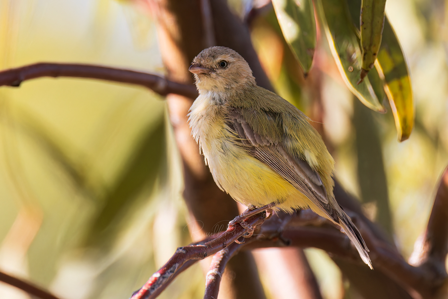 Weebill